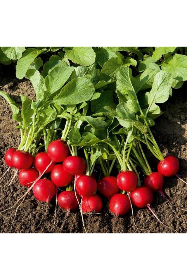 Fındık Turp Tohumu Paketi
