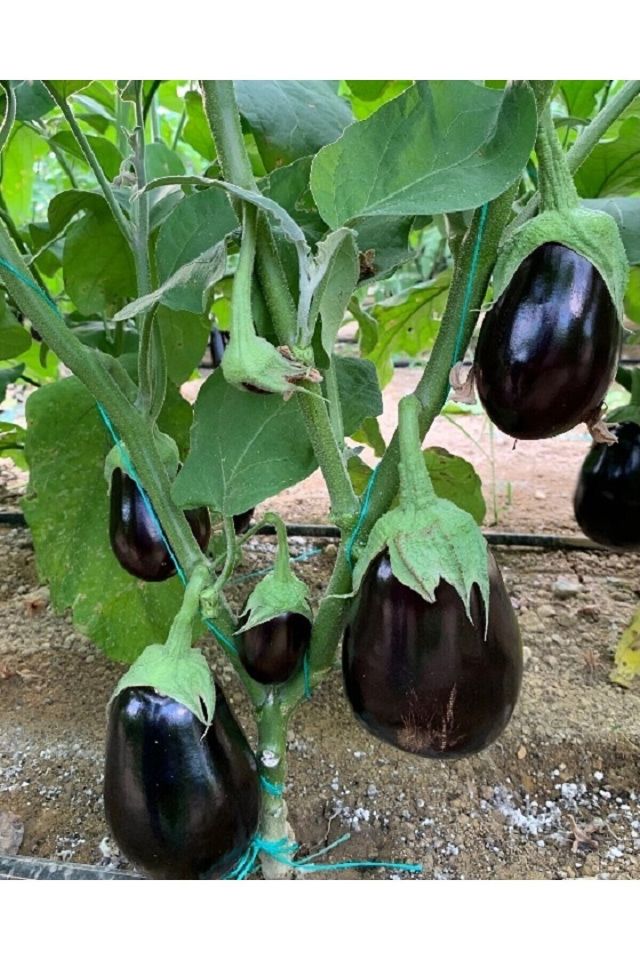 Topan Patlıcan Tohumu Paketi