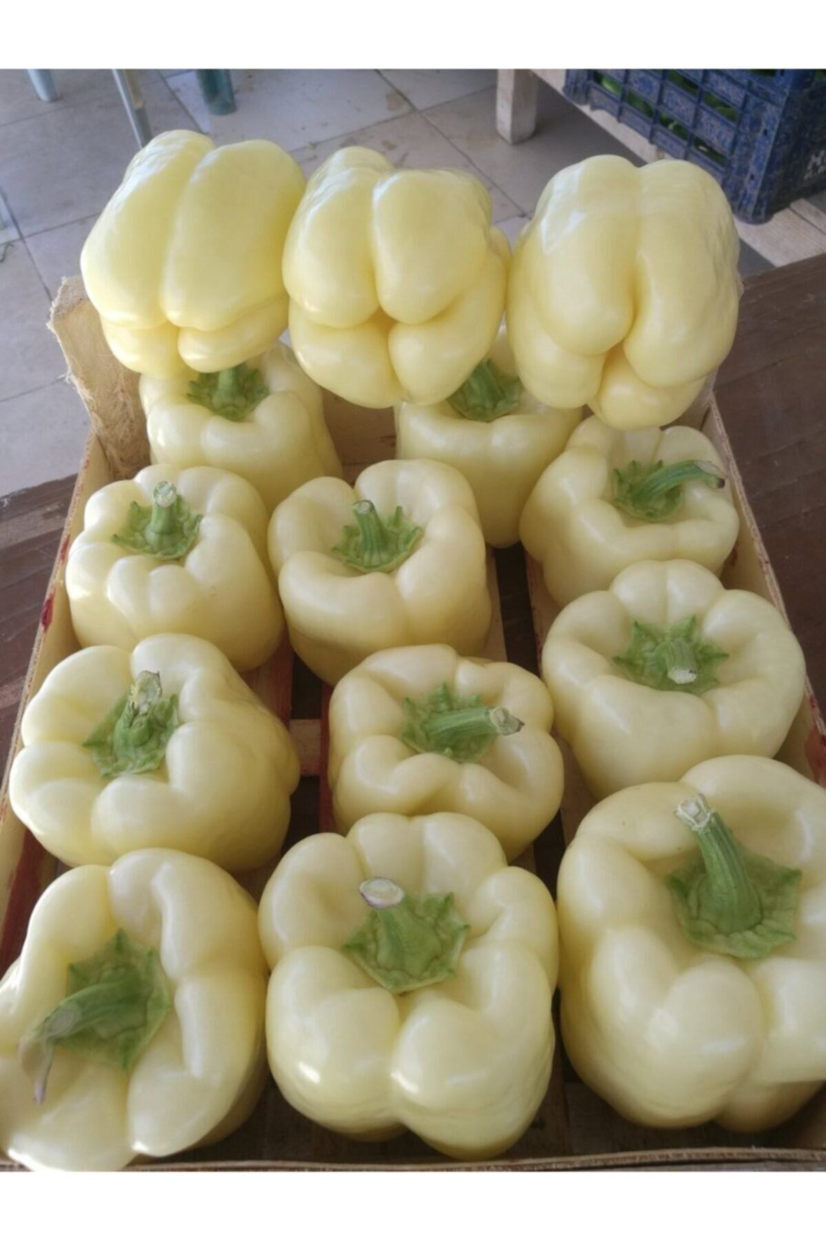Beyaz Tatlı Dolmalık Biber Tohumu Paketi