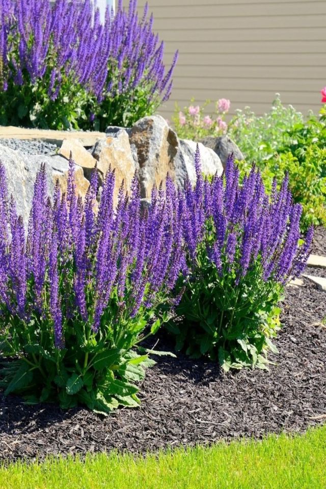 Adaçayı Tohumu ( Salvia nemorosa blue )