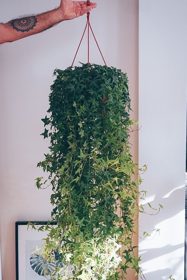 Hedera Helix Mor Çiçekli Salon Sarmaşığı Tohumu
