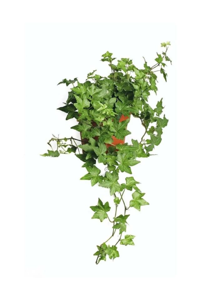 Hedera Helix Mor Çiçekli Salon Sarmaşığı Tohumu
