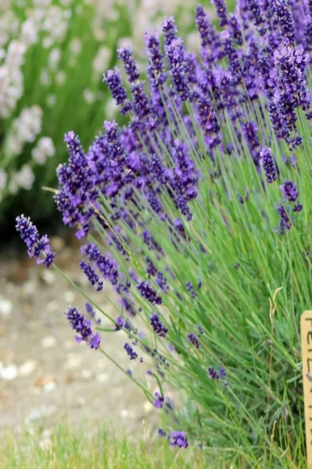 Lavanta Tohumu ( Lavendula Offinalis )