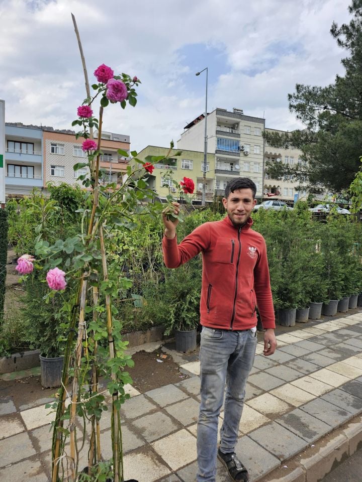 Tüplü Sarmaşık Yediveren Gül Fidanı