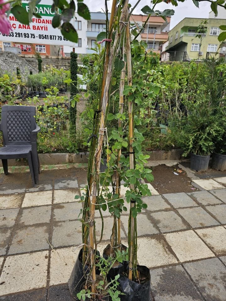 Tüplü Sarmaşık Yediveren Gül Fidanı