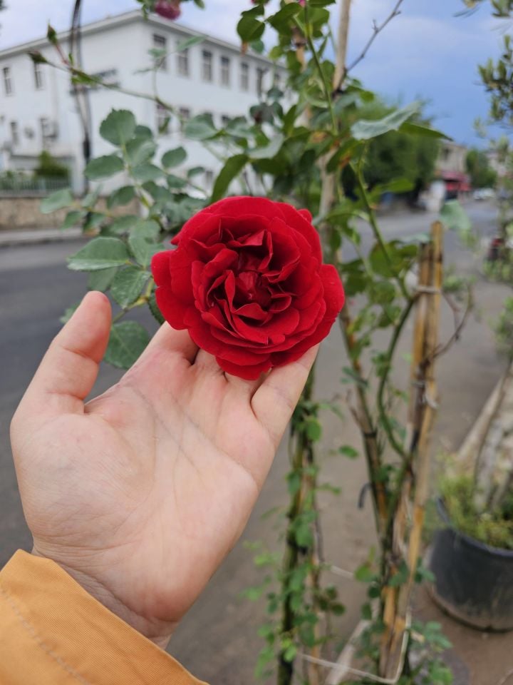 Tüplü Sarmaşık Yediveren Gül Fidanı