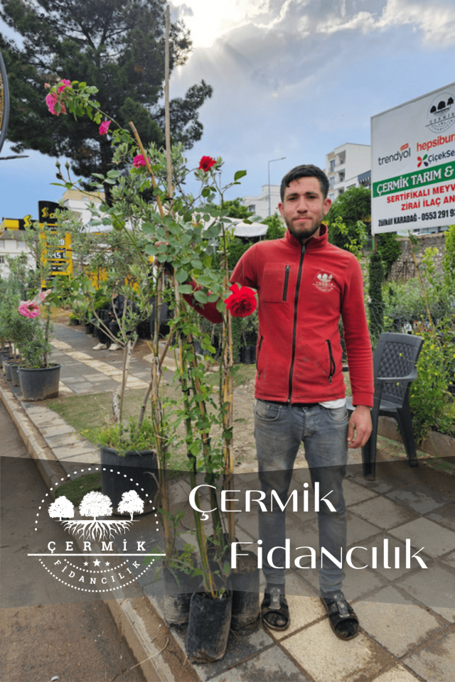 Tüplü Sarmaşık Yediveren Gül Fidanı