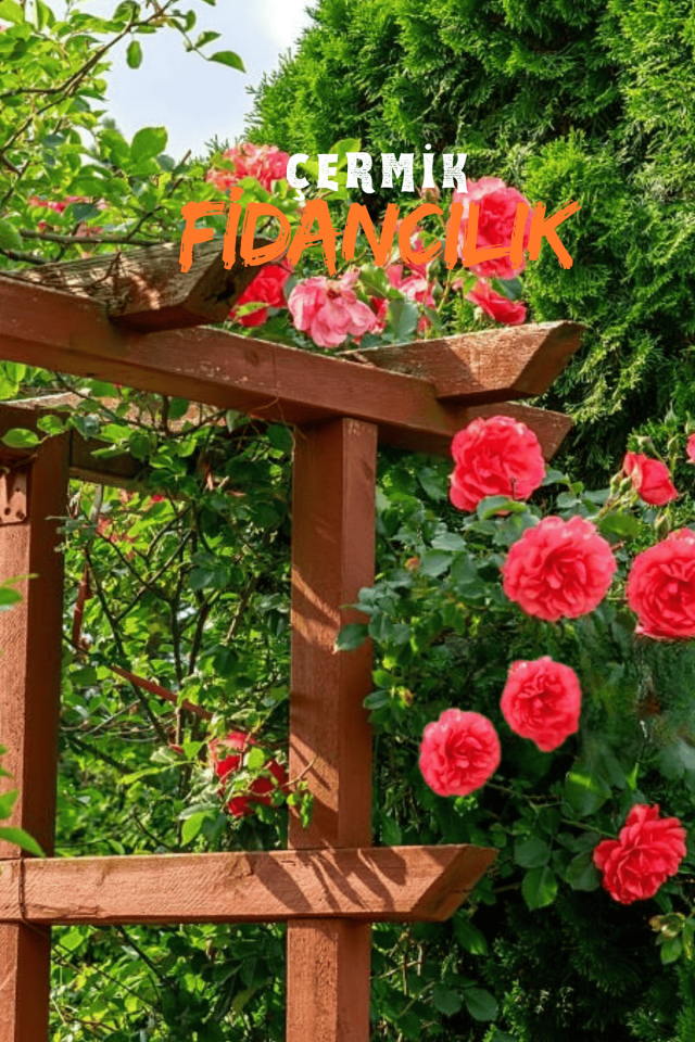 Tüplü Sarmaşık Yediveren Gül Fidanı