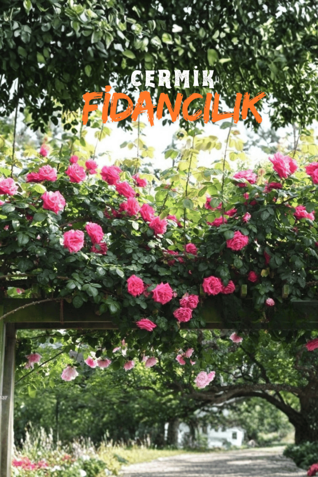 Tüplü Sarmaşık Yediveren Gül Fidanı