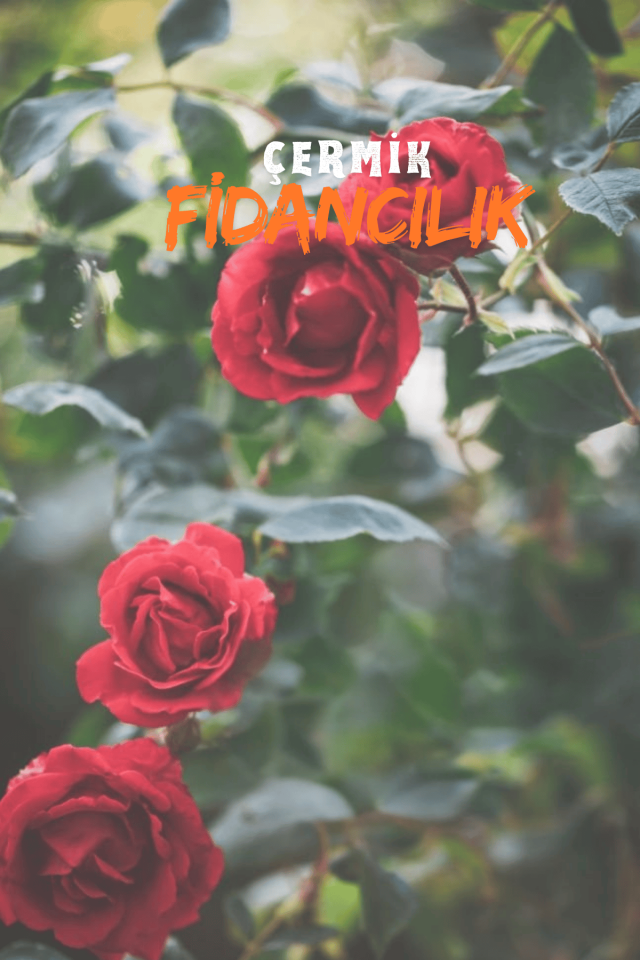 Tüplü Sarmaşık Yediveren Gül Fidanı