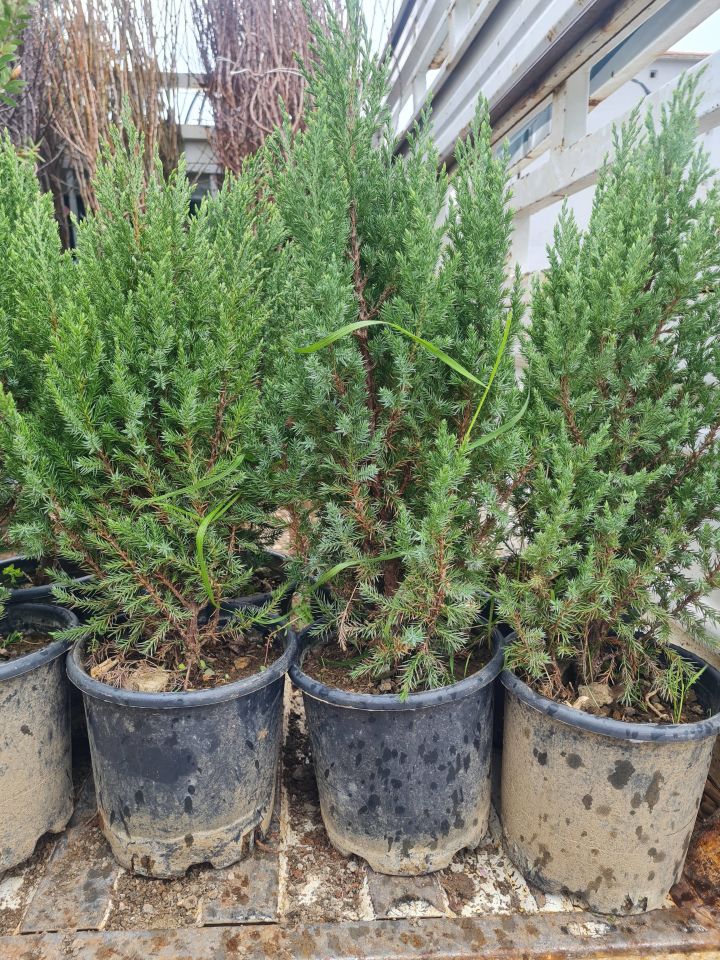 Saksılı Roket Ardıç Çam Fidanı 2 Yaş ( Juniperus Virginiana )