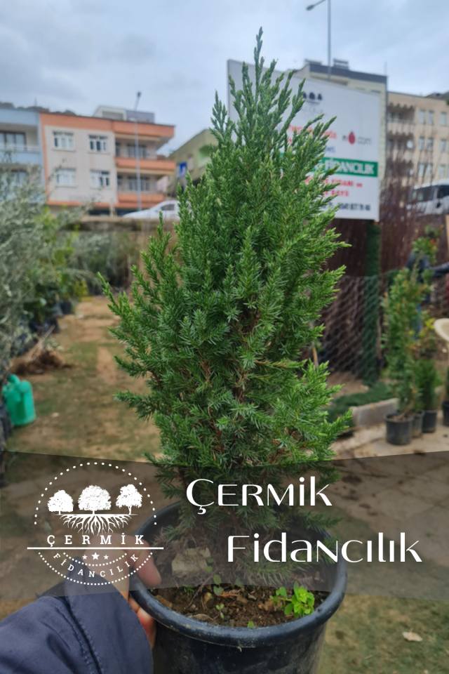 Saksılı Roket Ardıç Çam Fidanı 2 Yaş ( Juniperus Virginiana )