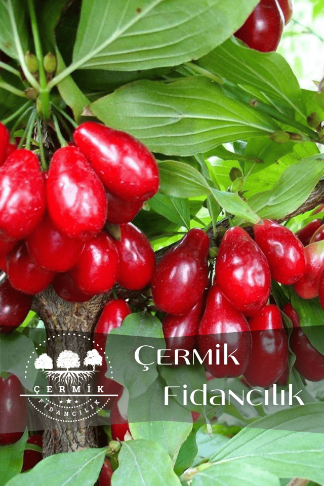 Aşılı Kızılcık Fidanı 3 Yaş