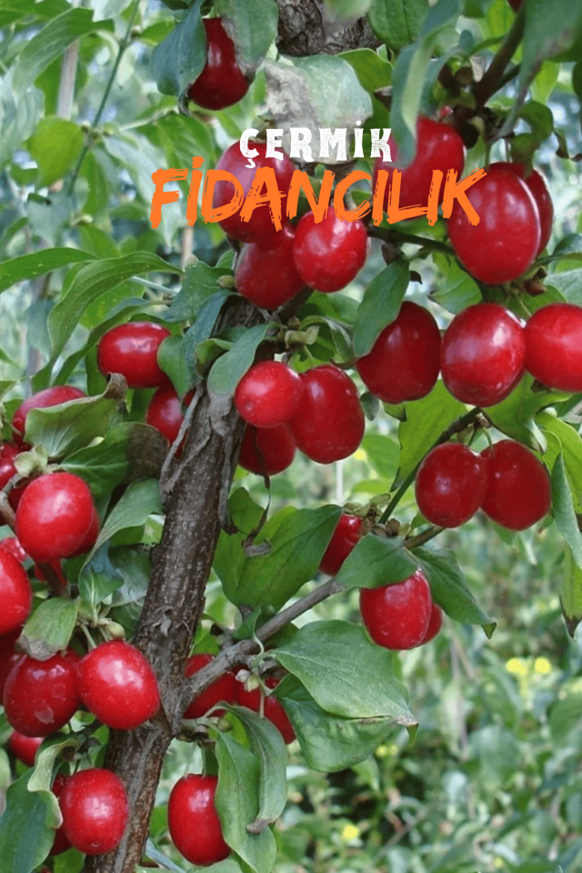 Aşılı Kızılcık Fidanı 3 Yaş