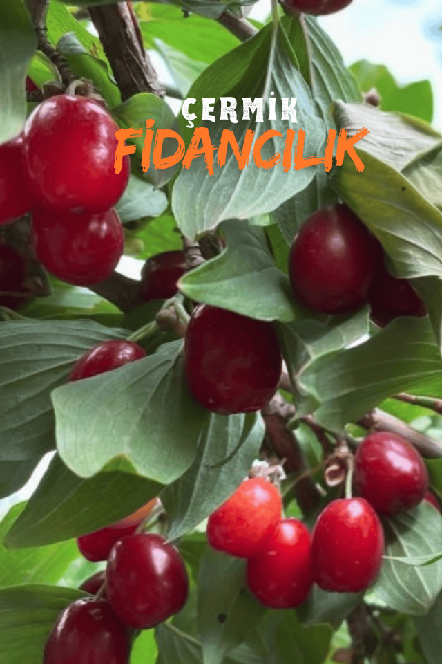 Aşılı Kızılcık Fidanı 3 Yaş