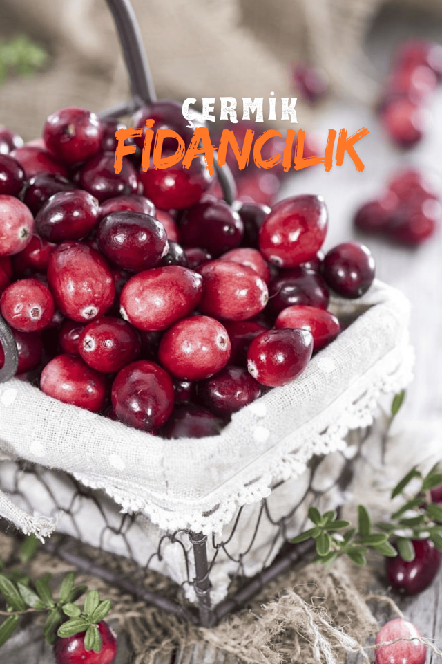 Aşılı Kızılcık Fidanı 3 Yaş