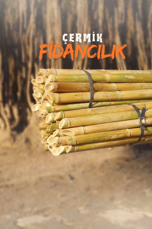 Kamış Fidan Bitki Destek Çubuğu 10 Adet 1 Metre Boy