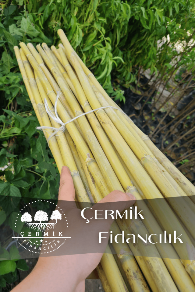 1,5 Metre Fidan Bitki Destek Çubuğu Bambu 40 Adet