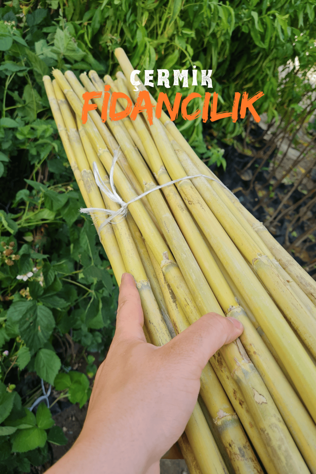 1,5 Metre Fidan Bitki Destek Çubuğu Bambu 50 Adet