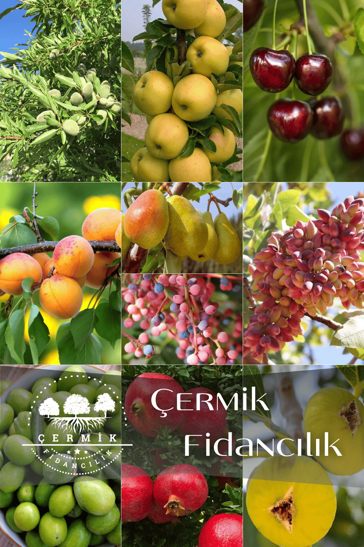 10 Çeşit Karışık Aşılı Meyve Fidanı Paketi 6