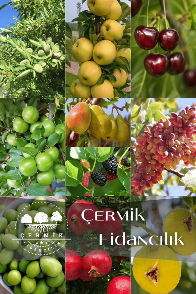 10 Çeşit Karışık Aşılı Meyve Fidanı Paketi 7