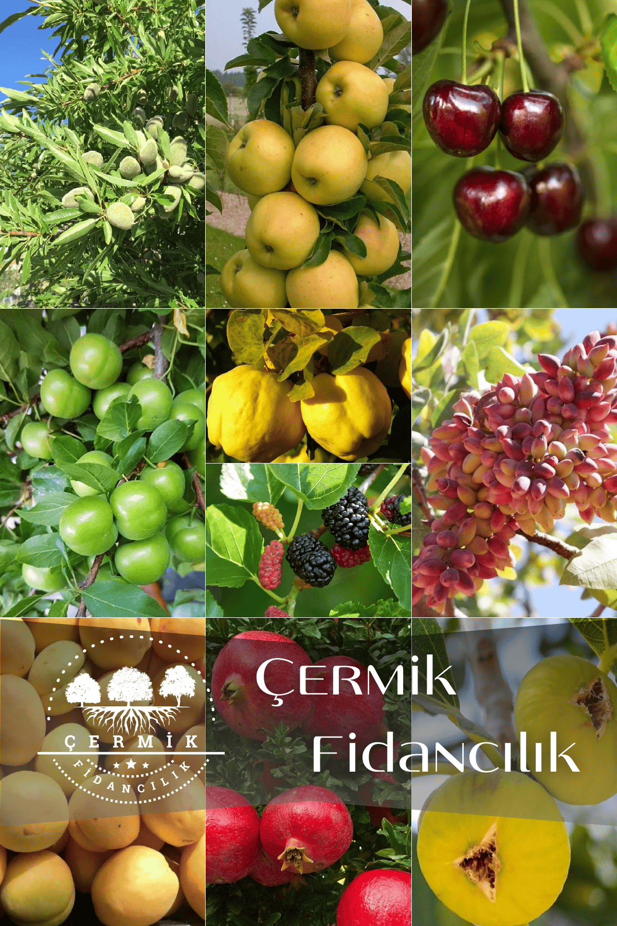 10 Çeşit Karışık Aşılı Meyve Fidanı Paketi 8