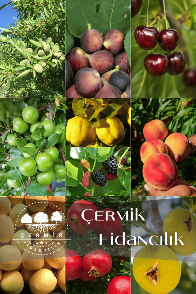 10 Çeşit Karışık Aşılı Meyve Fidanı Paketi 9