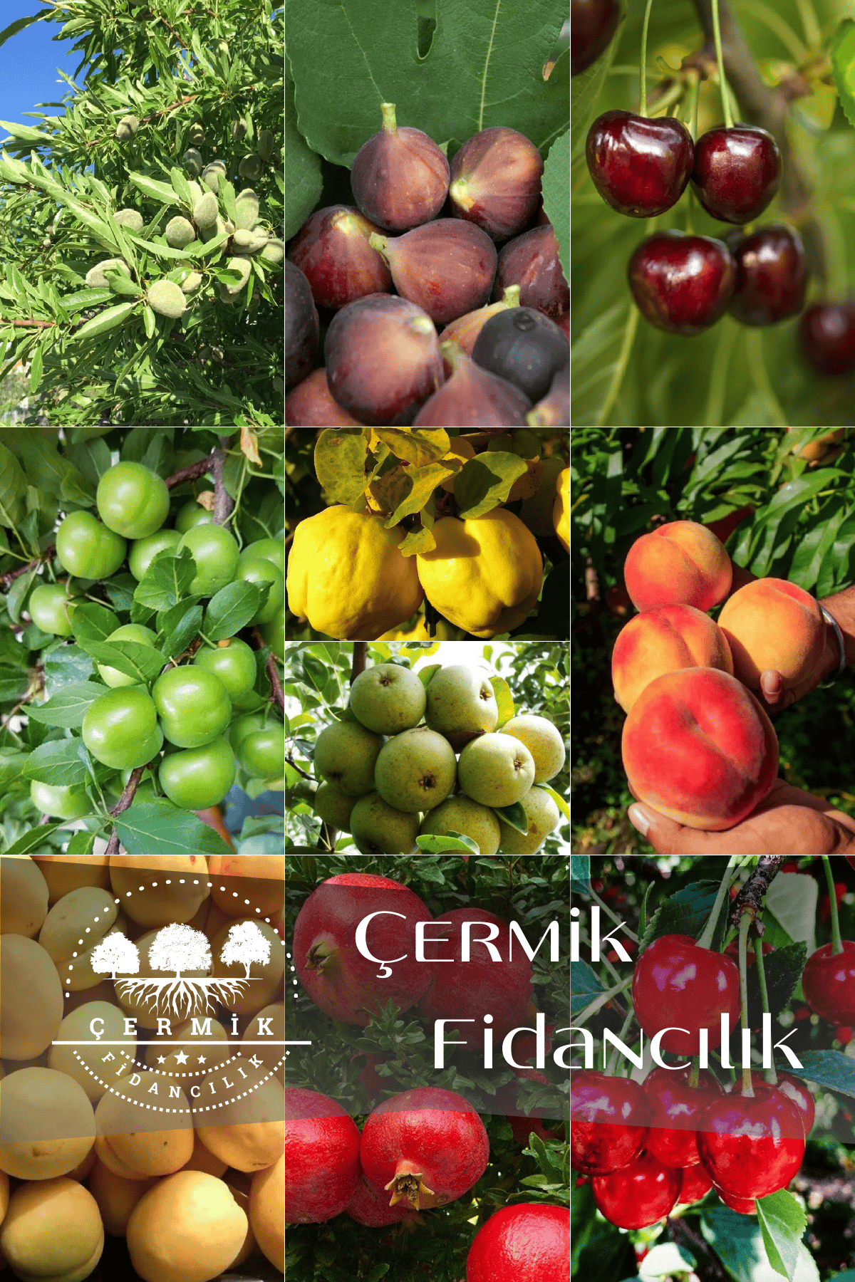 10 Çeşit Karışık Aşılı Meyve Fidanı Paketi 10