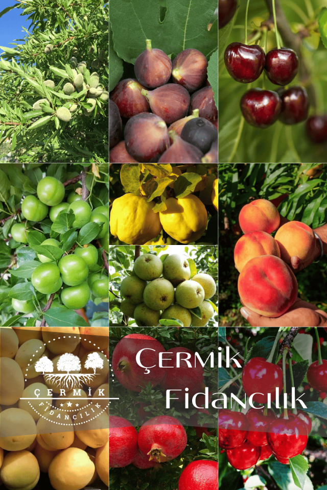 10 Çeşit Karışık Aşılı Meyve Fidanı Paketi 10