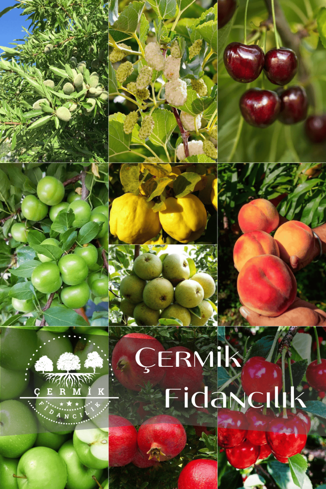 10 Çeşit Karışık Aşılı Meyve Fidanı Paketi 11