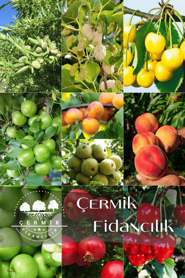 10 Çeşit Karışık Aşılı Meyve Fidanı Paketi 12