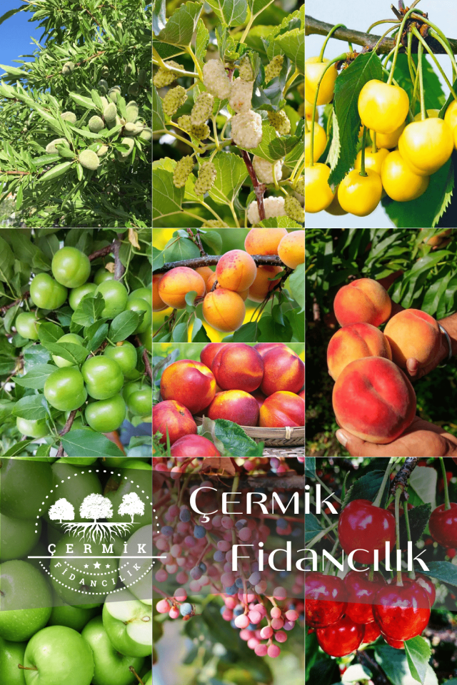 10 Çeşit Karışık Aşılı Meyve Fidanı Paketi 13
