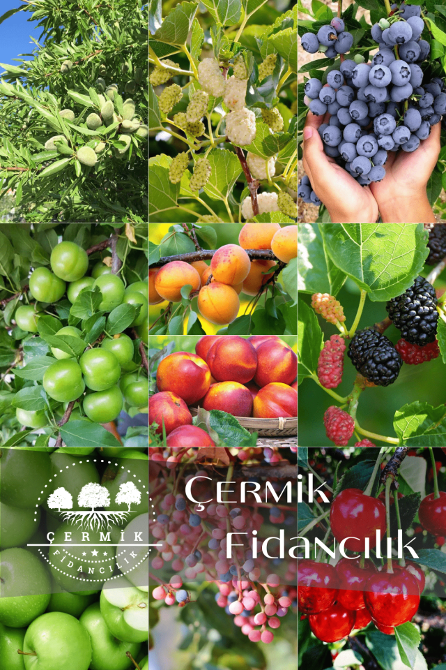 10 Çeşit Karışık Aşılı Meyve Fidanı Paketi 14