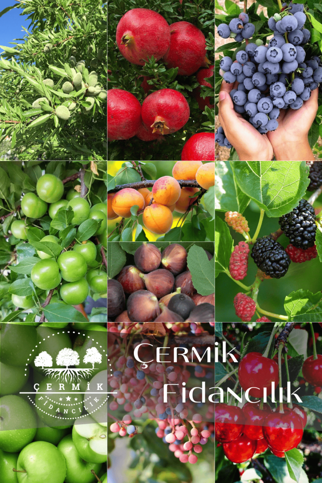 10 Çeşit Karışık Aşılı Meyve Fidanı Paketi 15