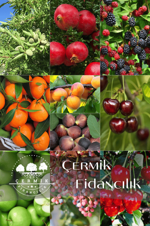 10 Çeşit Karışık Aşılı Meyve Fidanı Paketi 17