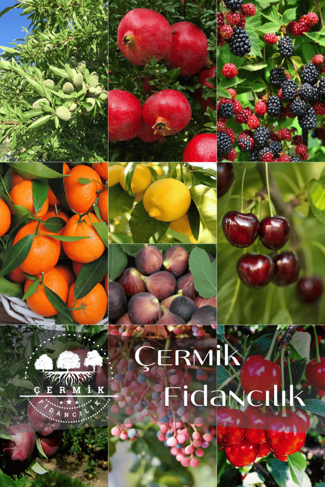 10 Çeşit Karışık Aşılı Meyve Fidanı Paketi 18
