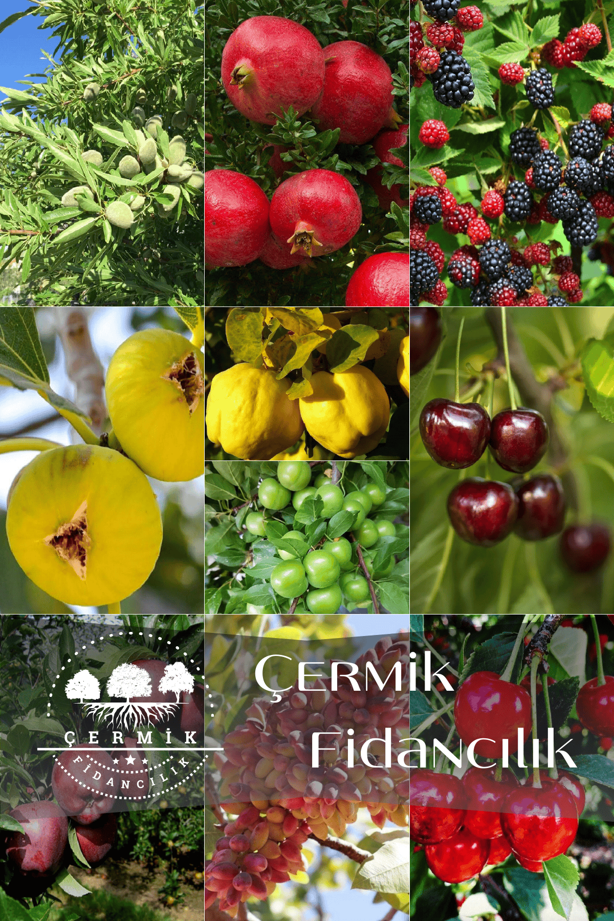 10 Çeşit Karışık Aşılı Meyve Fidanı Paketi 19
