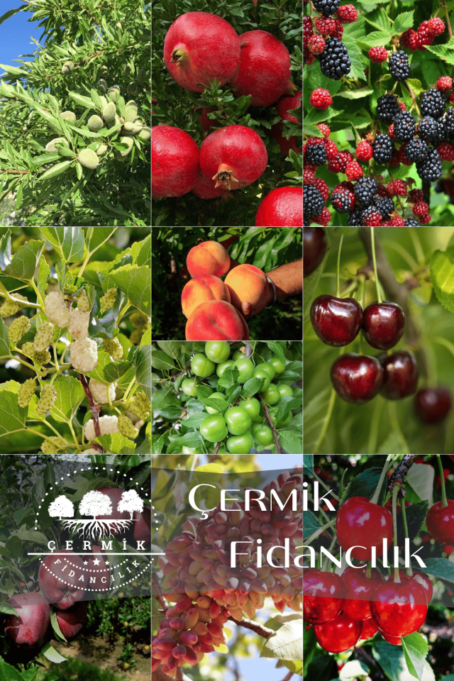 10 Çeşit Karışık Aşılı Meyve Fidanı Paketi 20