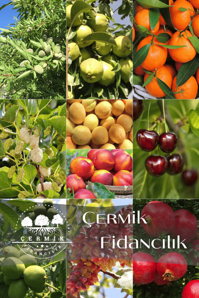 10 Çeşit Karışık Aşılı Meyve Fidanı Paketi 23