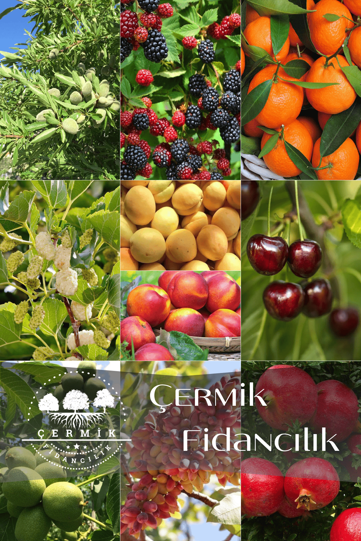 10 Çeşit Karışık Aşılı Meyve Fidanı Paketi 24