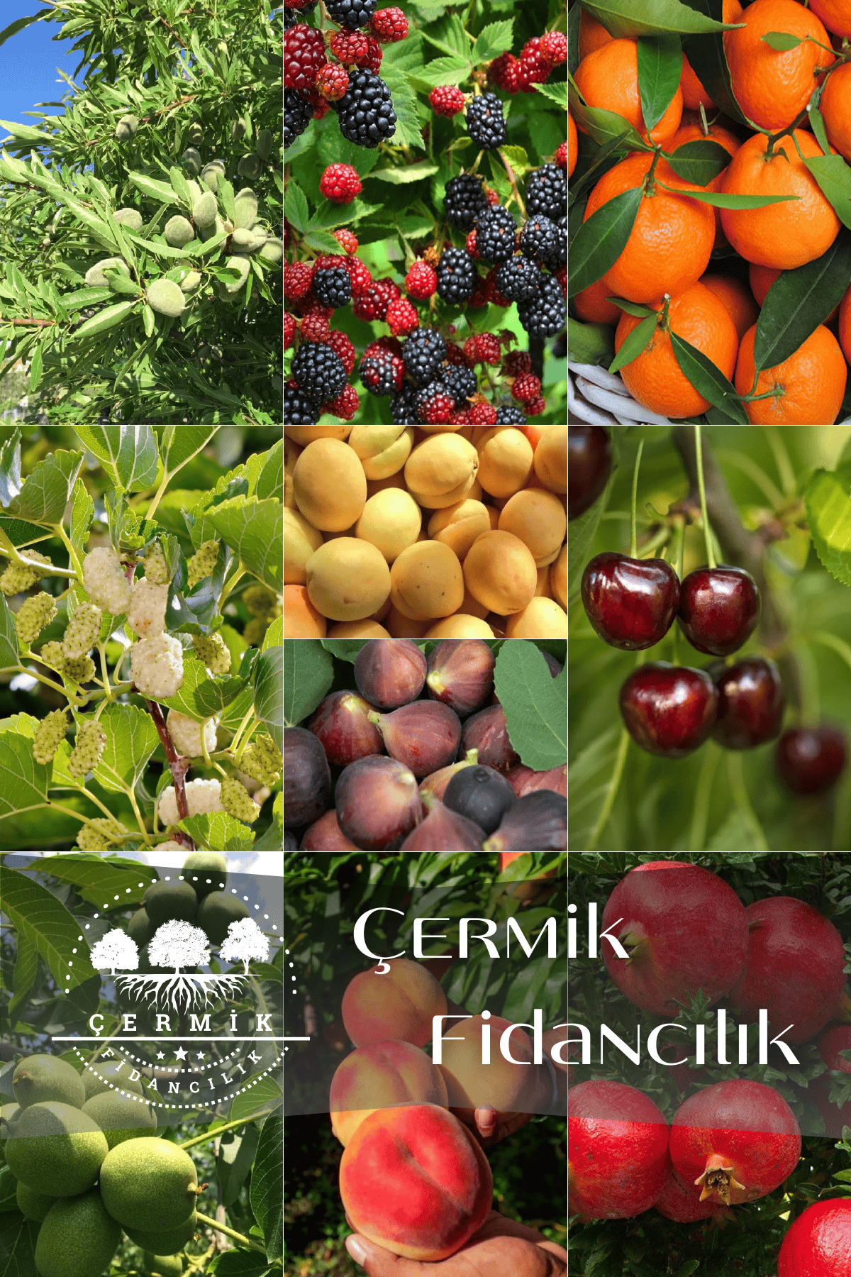 10 Çeşit Karışık Aşılı Meyve Fidanı Paketi 25