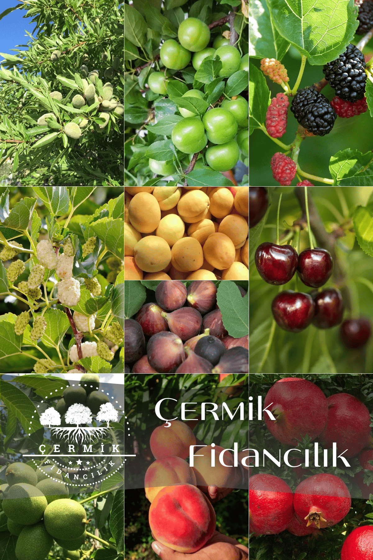 10 Çeşit Karışık Aşılı Meyve Fidanı Paketi 26