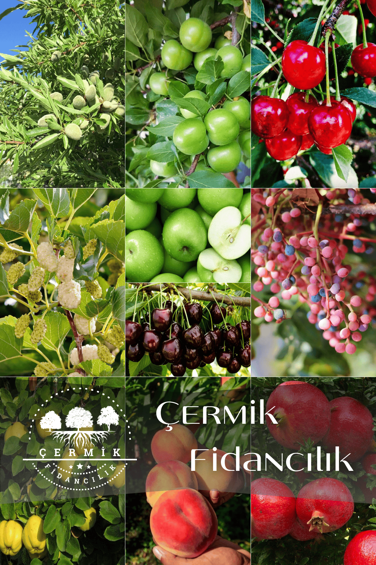 10 Çeşit Karışık Aşılı Meyve Fidanı Paketi 28