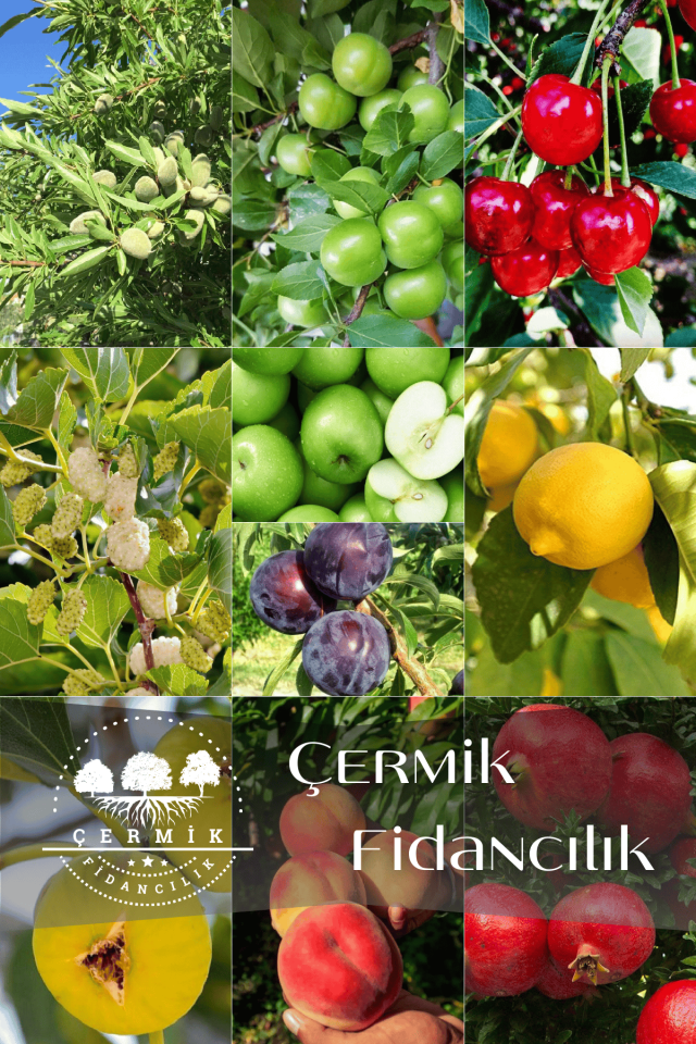 10 Çeşit Karışık Aşılı Meyve Fidanı Paketi 29