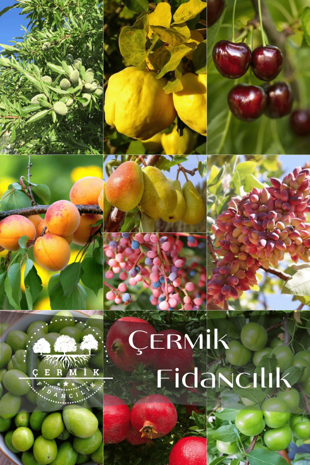 10 Çeşit Karışık Aşılı Meyve Fidanı Paketi 30