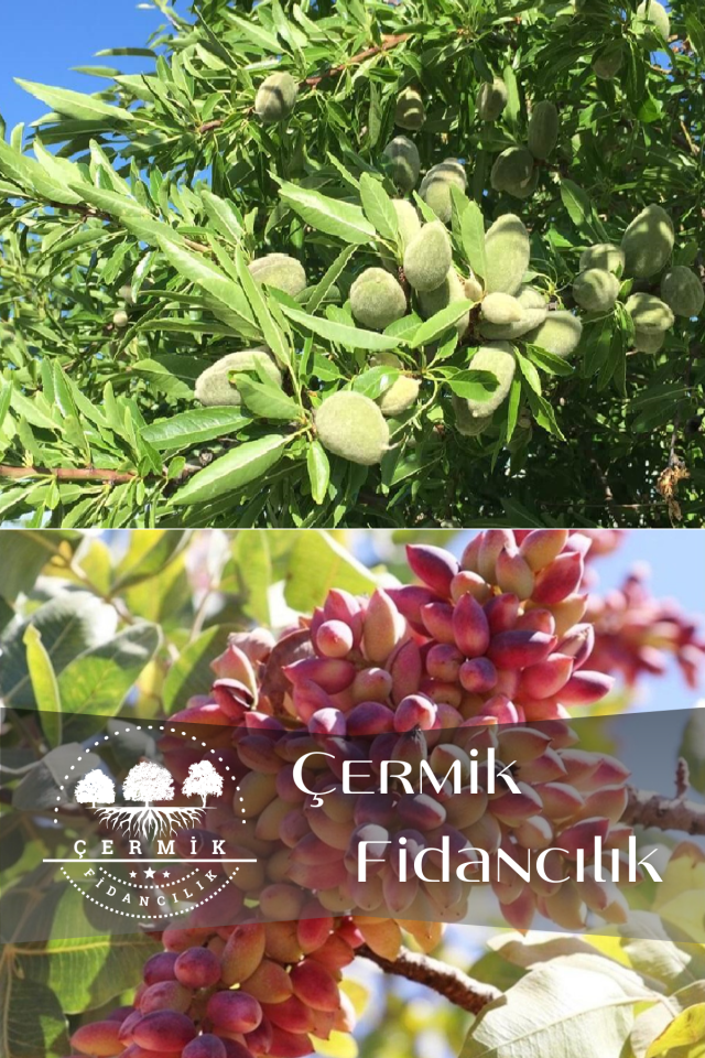 2 Çeşit Karışık Meyve Fidanı Badem Ve Antep Fıstığı
