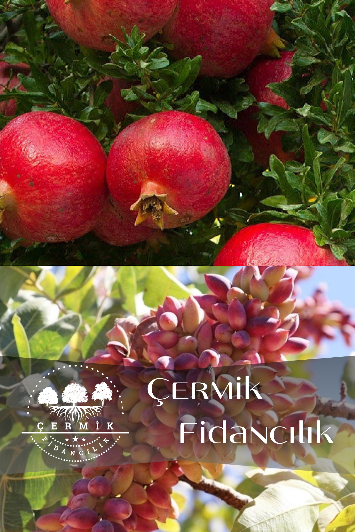 2 Çeşit Karışık Meyve Fidanı Hicaz Nar Ve Antep Fıstığı