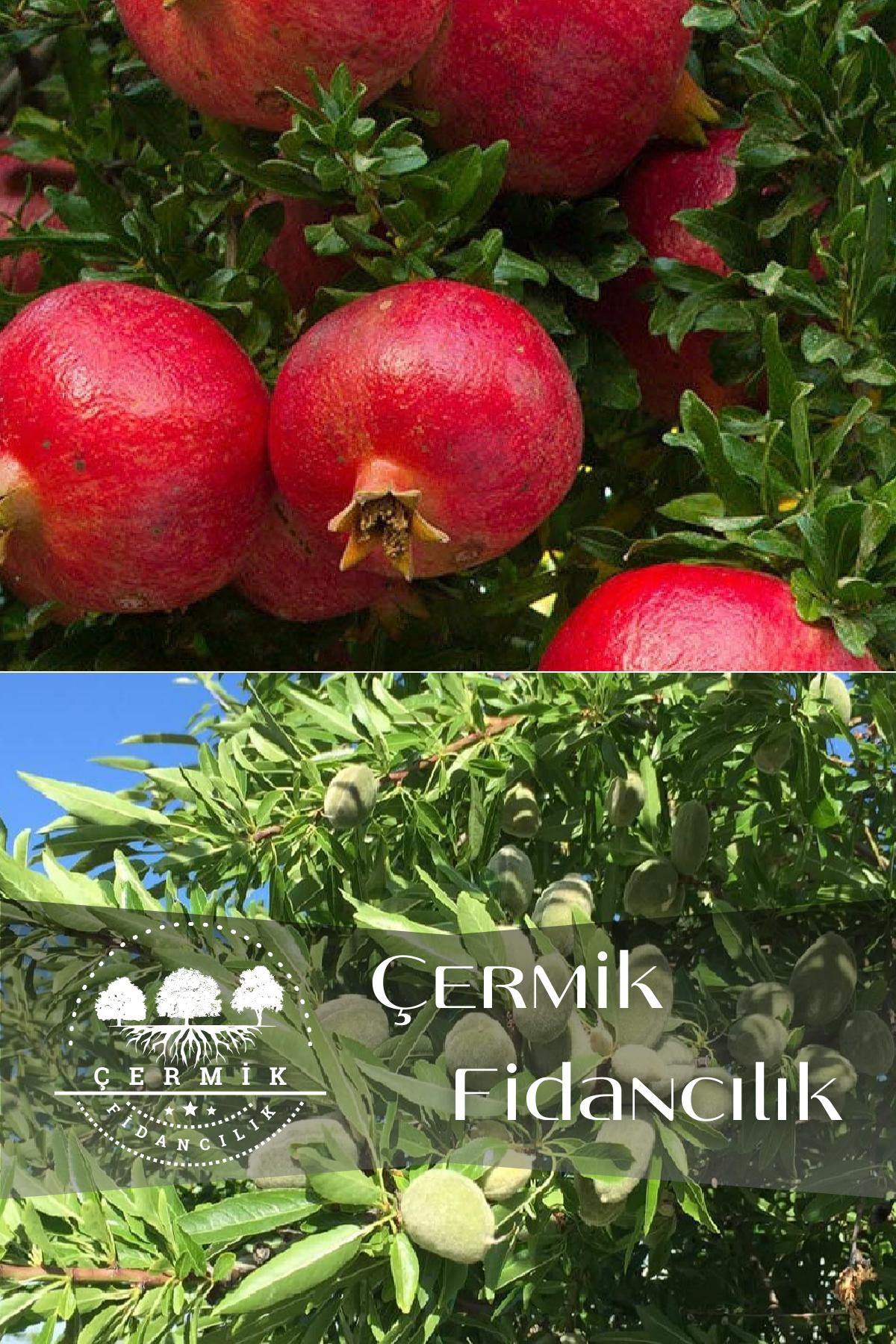 2 Çeşit Karışık Meyve Fidanı Hicaz Nar Ve Badem