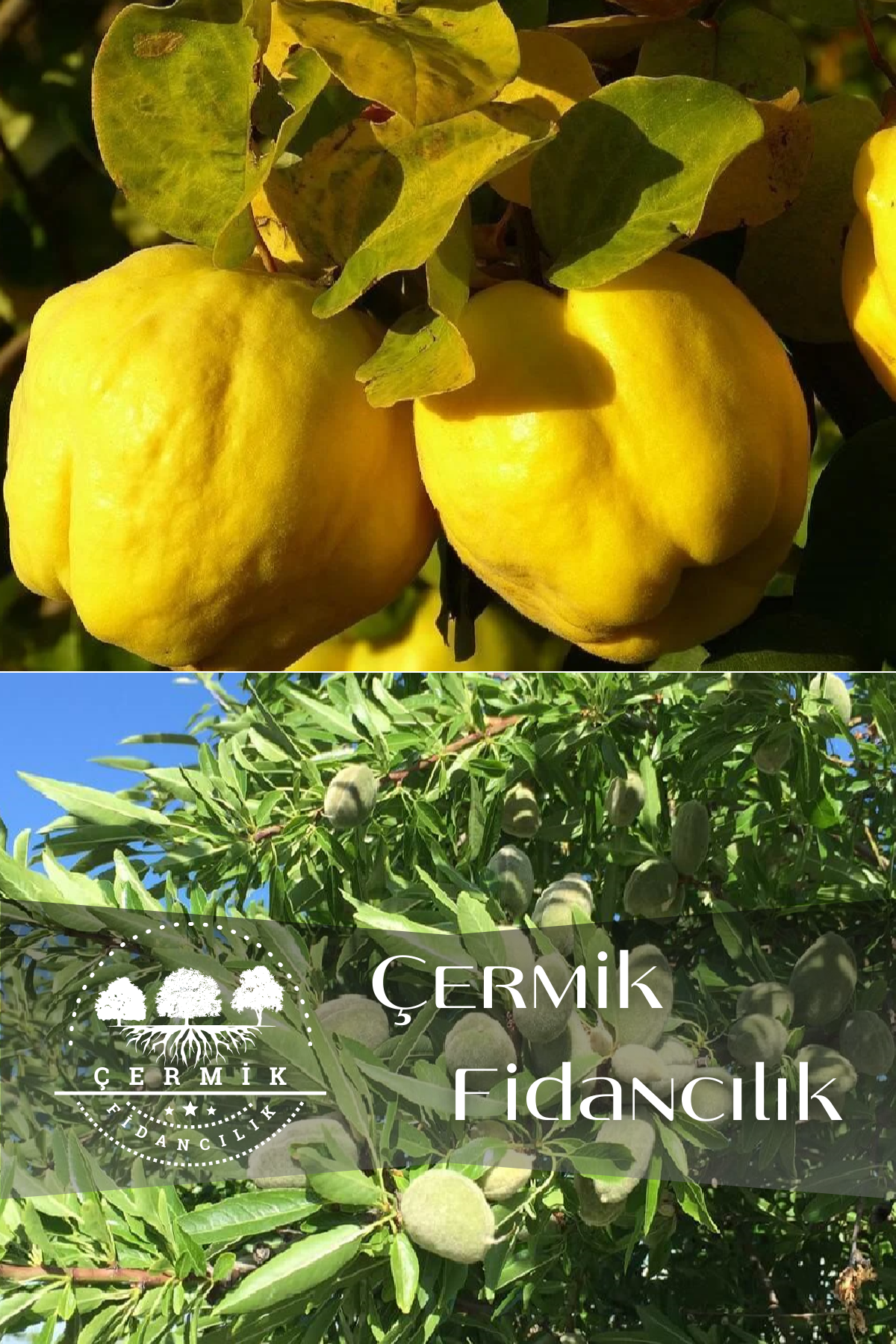 2 Çeşit Karışık Meyve Fidanı Ayva Ve Badem