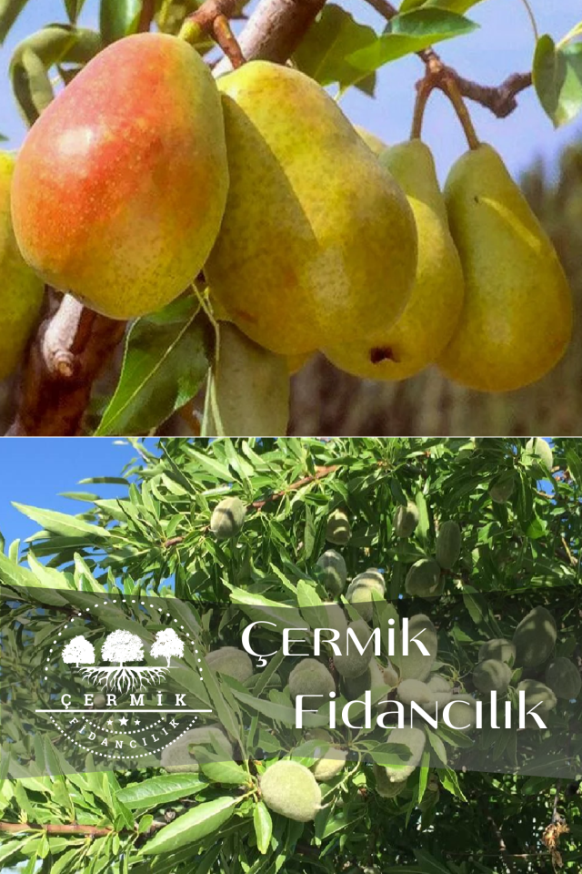 2 Çeşit Karışık Meyve Fidanı Santa Maria Armut Ve Badem